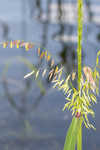 Annual wildrice <BR>Nakedstem dewflower <BR>Nakedstem dewflower <BR>Nakedstem dewflower <BR>Nakedstem dewflower